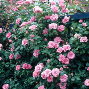 Bantry Bay - Róża pnąca