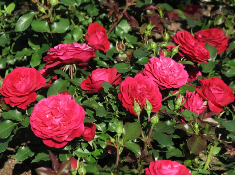 Mona Lisa® MEIlove - Róża rabatowa - obrazek 3