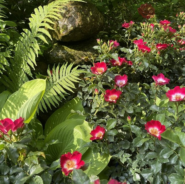 Loki® - Róża rabatowa - obrazek 3