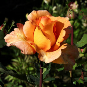 Louise de Funès® - Róża wielkokwiatowa