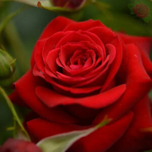 Niccolò Paganini® - Róża rabatowa