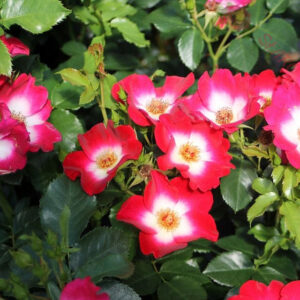 Loki® - Róża rabatowa