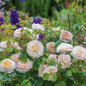 Emily Brontë® - Róża angielska/parkowa