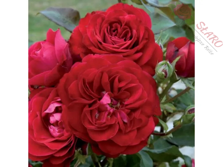 Mona Lisa® MEIlove - Róża rabatowa - obrazek 2