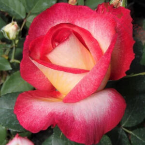 Bolshoi® - Róża wielkokwiatowa