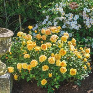 Golden Celebration® - Róża angielska/parkowa