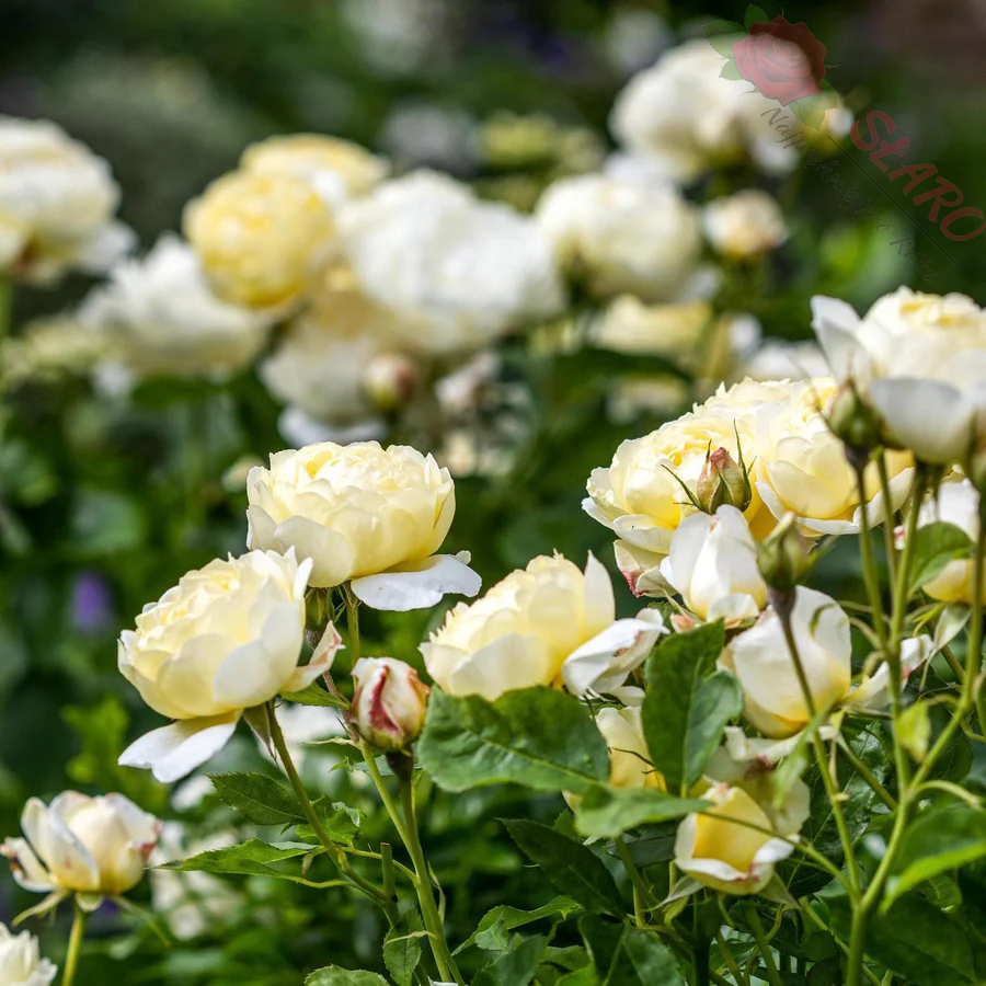 Vanessa Bell® - Róża angielska/parkowa - obrazek 7