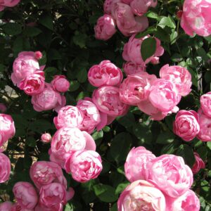 Raubritter - Róża historyczna
