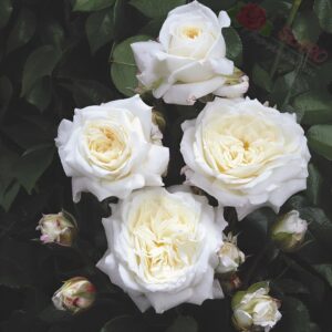 Alabaster® - Róża rabatowa