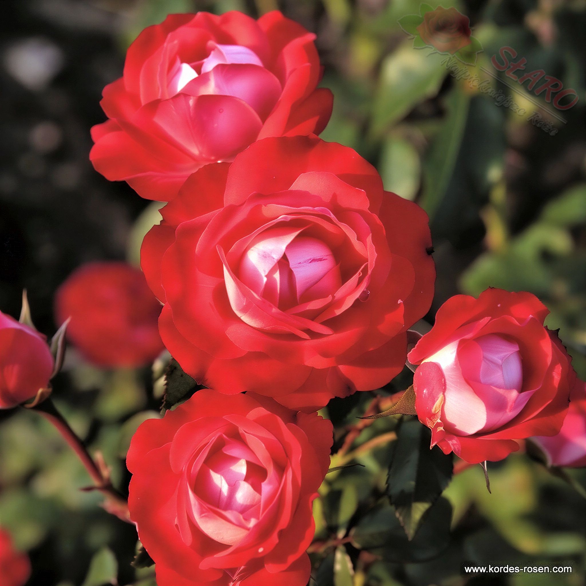 Planten un Blomen® ADR - Róża rabatowa - obrazek 2