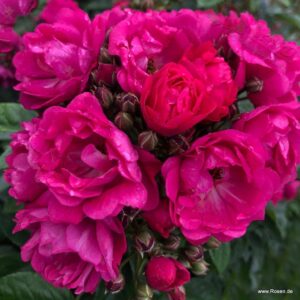 Perfumy Siluetta® ADR - Róża pnąca
