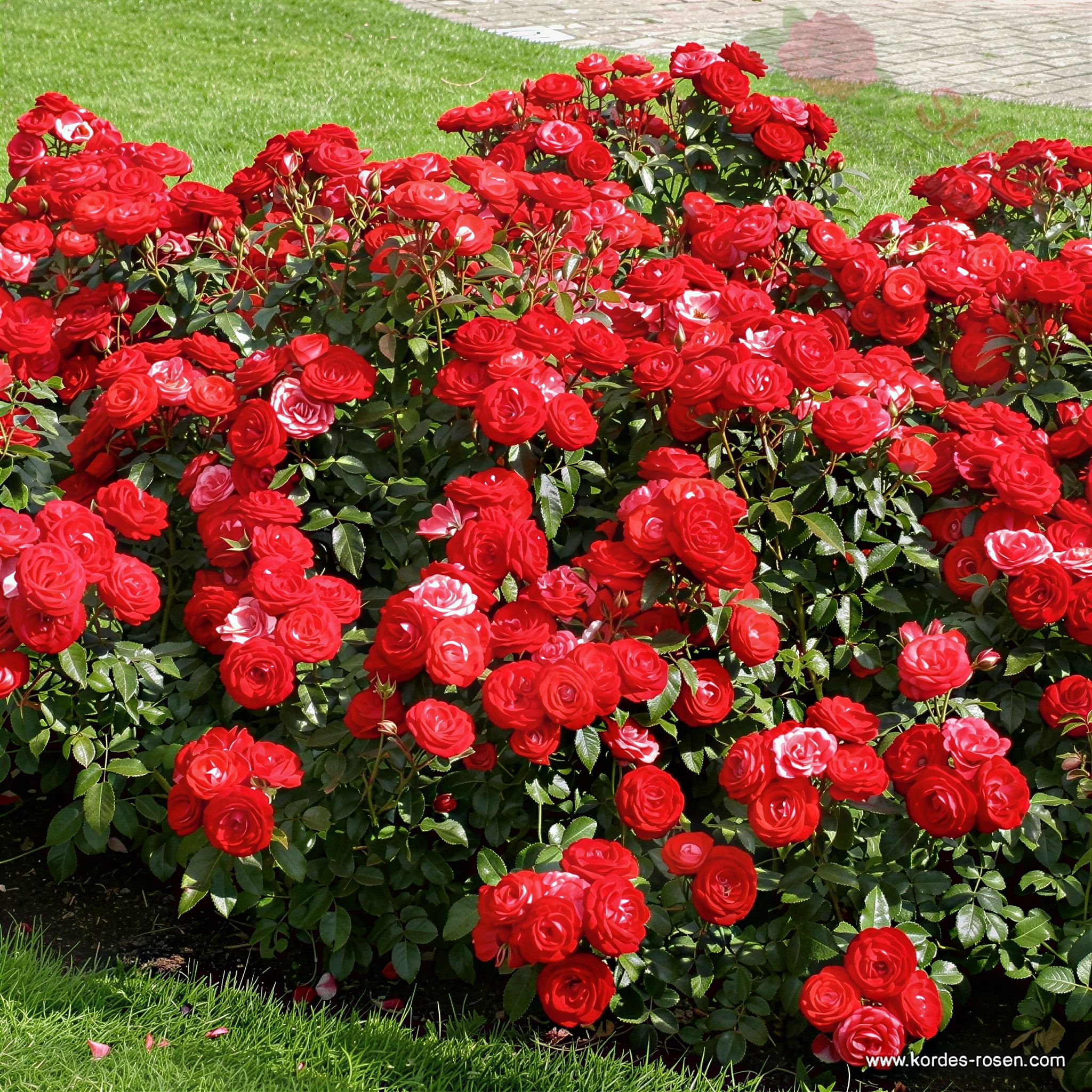 Planten un Blomen® ADR - Róża rabatowa - obrazek 3