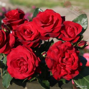 Royal Red® - Róża pnąca