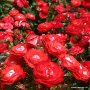 Planten un Blomen® ADR - Róża rabatowa