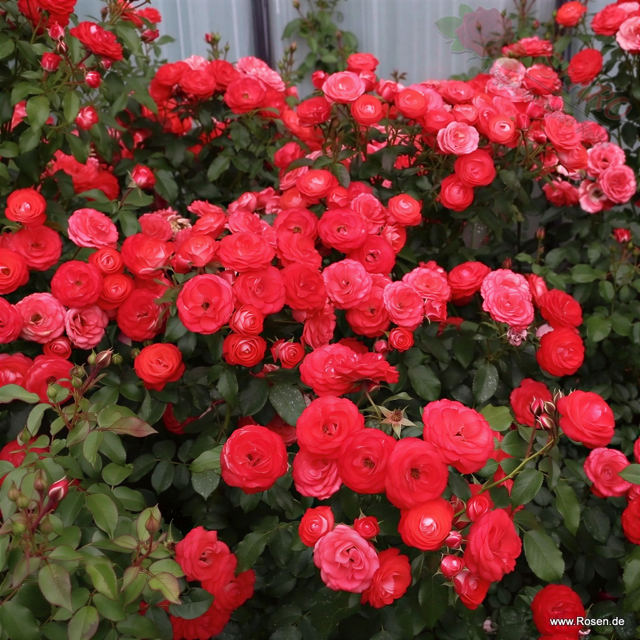 Planten un Blomen® ADR - Róża rabatowa - obrazek 4